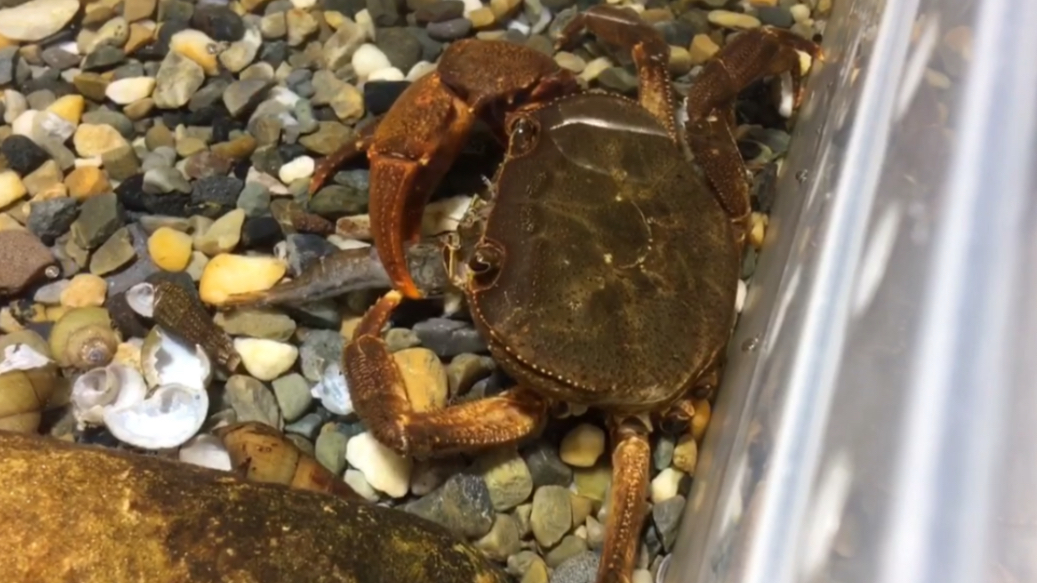 demon尖叶龙溪蟹捕食大眼贼虾