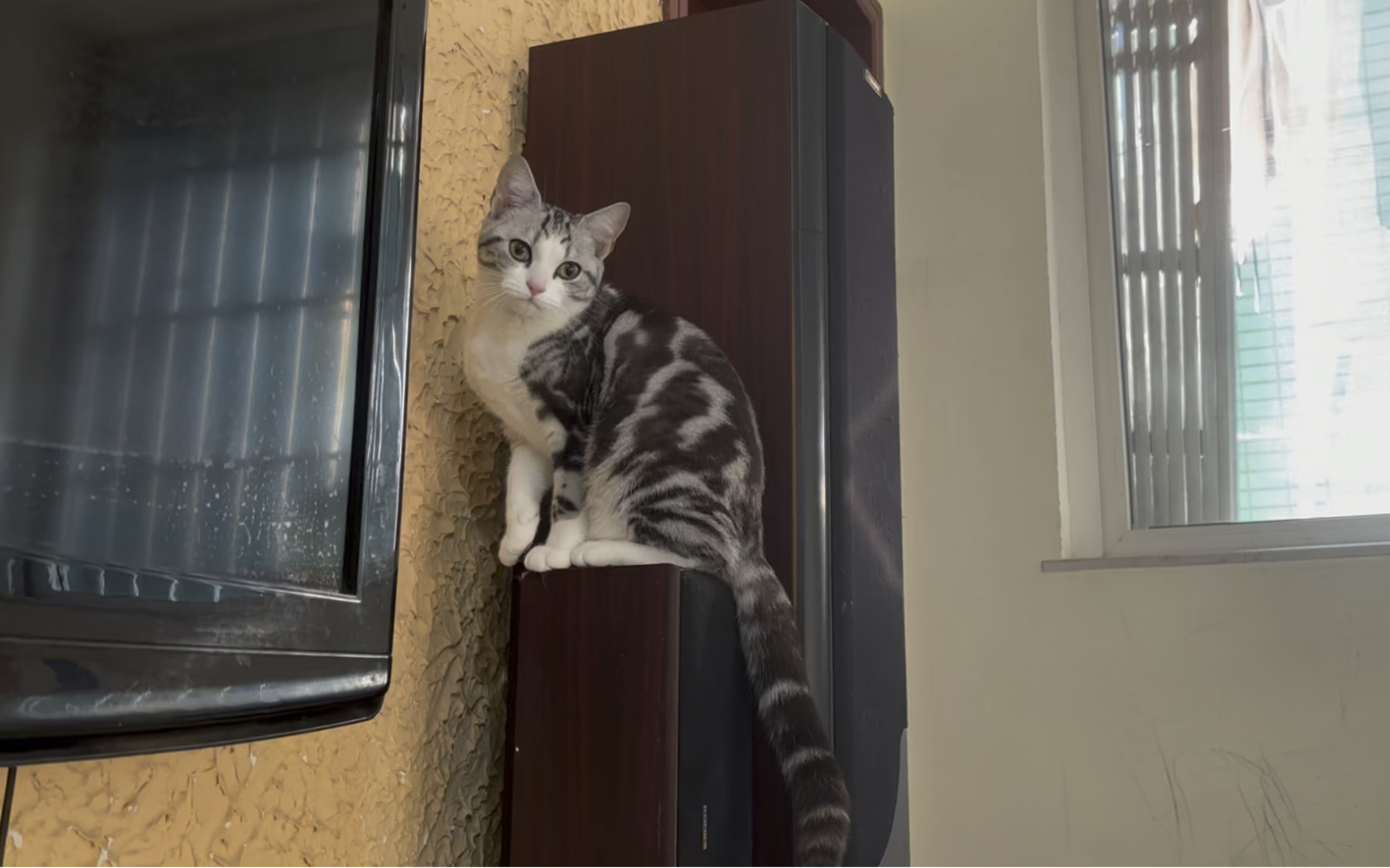 山东临清狮子猫,美短起司猫
