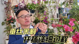 Télécharger la video: 垂丝茉莉，剪下的枝条不要扔，简单扦插，实现垂丝茉莉自由