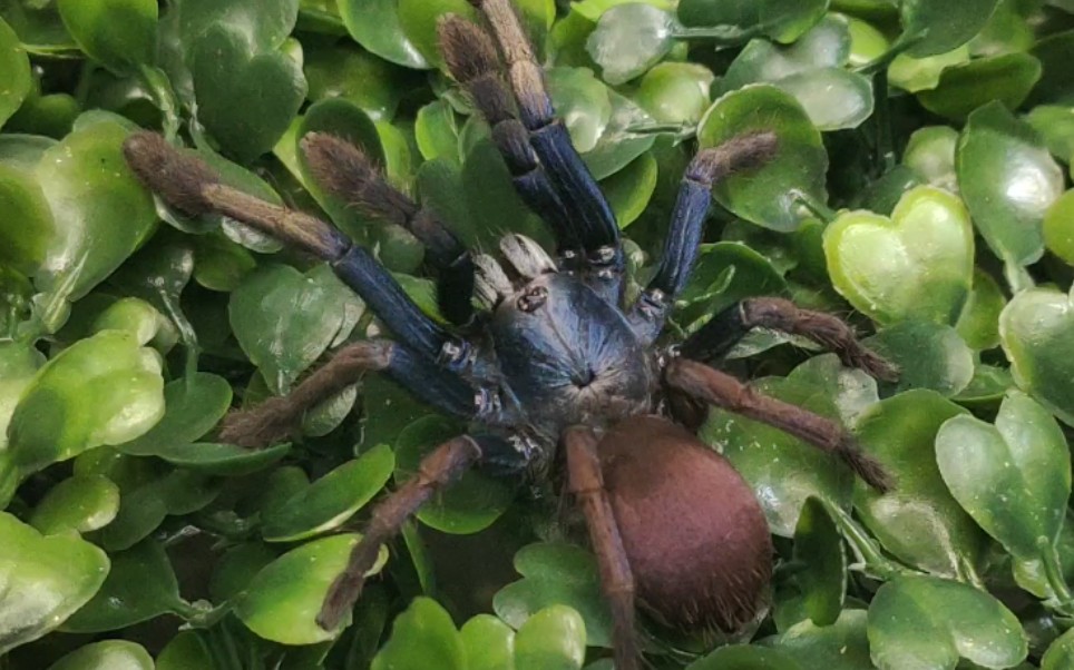 神宠这个蜘蛛有个唯美浪漫的名字印度迷幻彩虹饲养科普教程视频怎么养