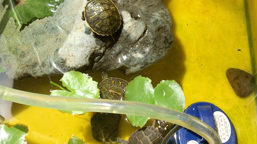 活动作品龟今天给龟龟喂点虾干
