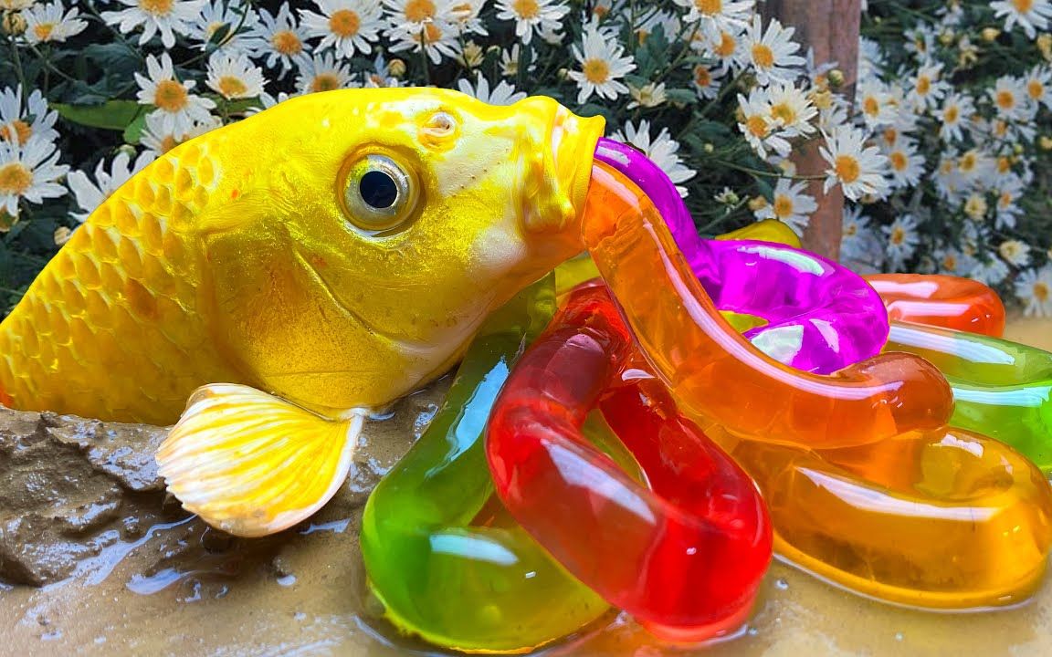 令人满意的鲶鱼鲤鱼钓鱼蛋,彩虹锦鲤和糖果鱼在泥里比赛动物