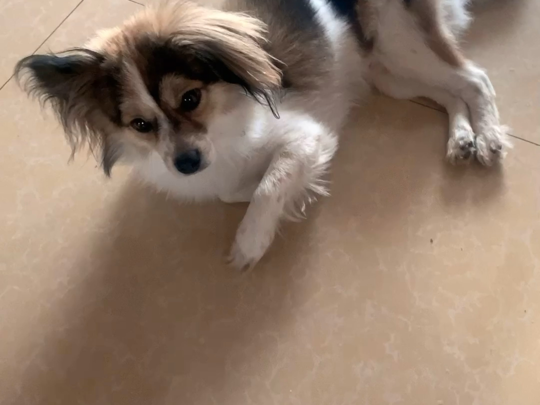 狗狗躺下看镜头,眼神无辜超可爱!