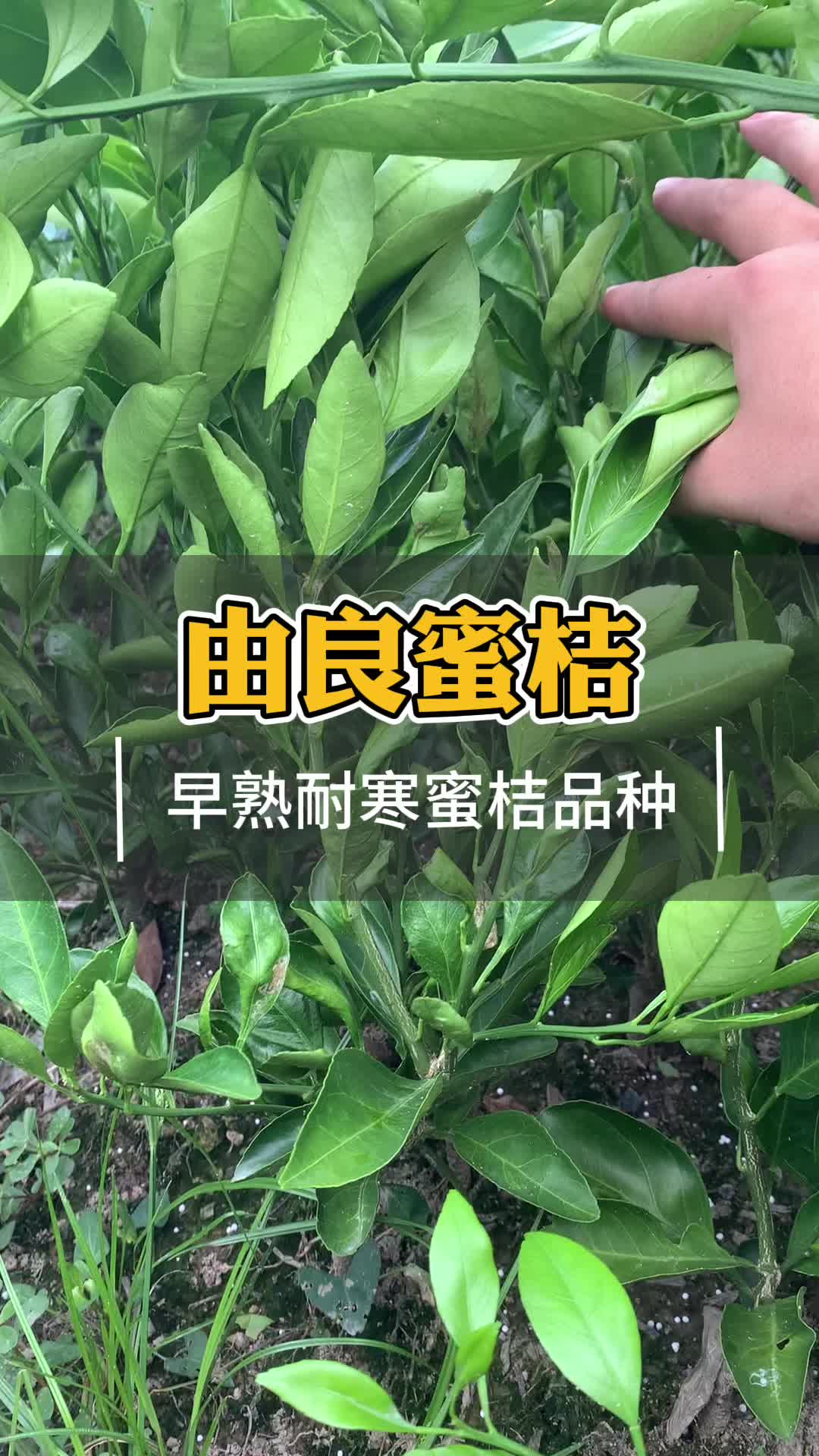 在浙江北部种什么桔子树好吃又抗冻?哔哩哔哩bilibili