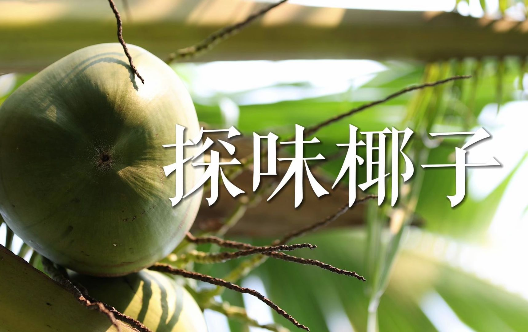 椰香四溢,甘甜满溢,清凉一夏,一饮尽显海岛风情~ #海南鲜品#文昌椰子