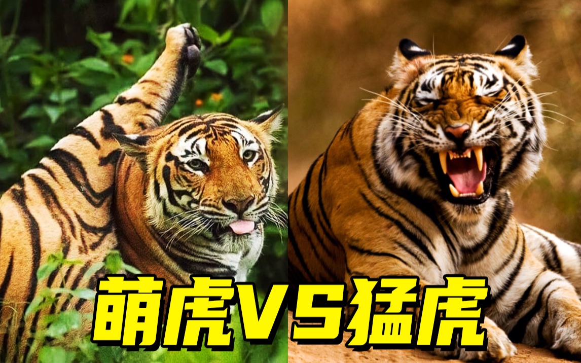 老虎:百兽之王,也可以沙雕可爱