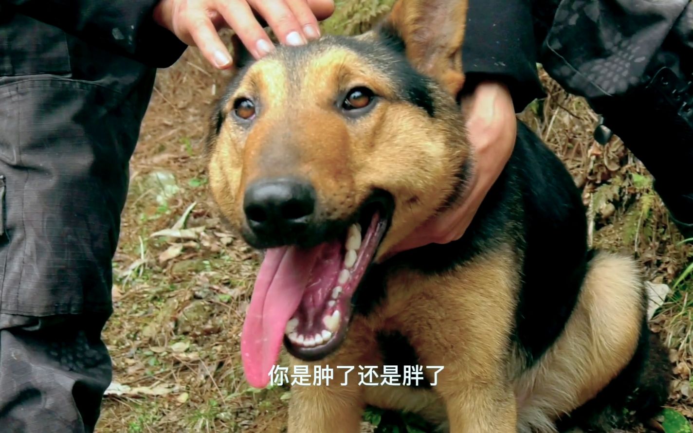 昆明犬飞虎外出洗澡2次跳车,回家脸肿得像个牛梗犬似的
