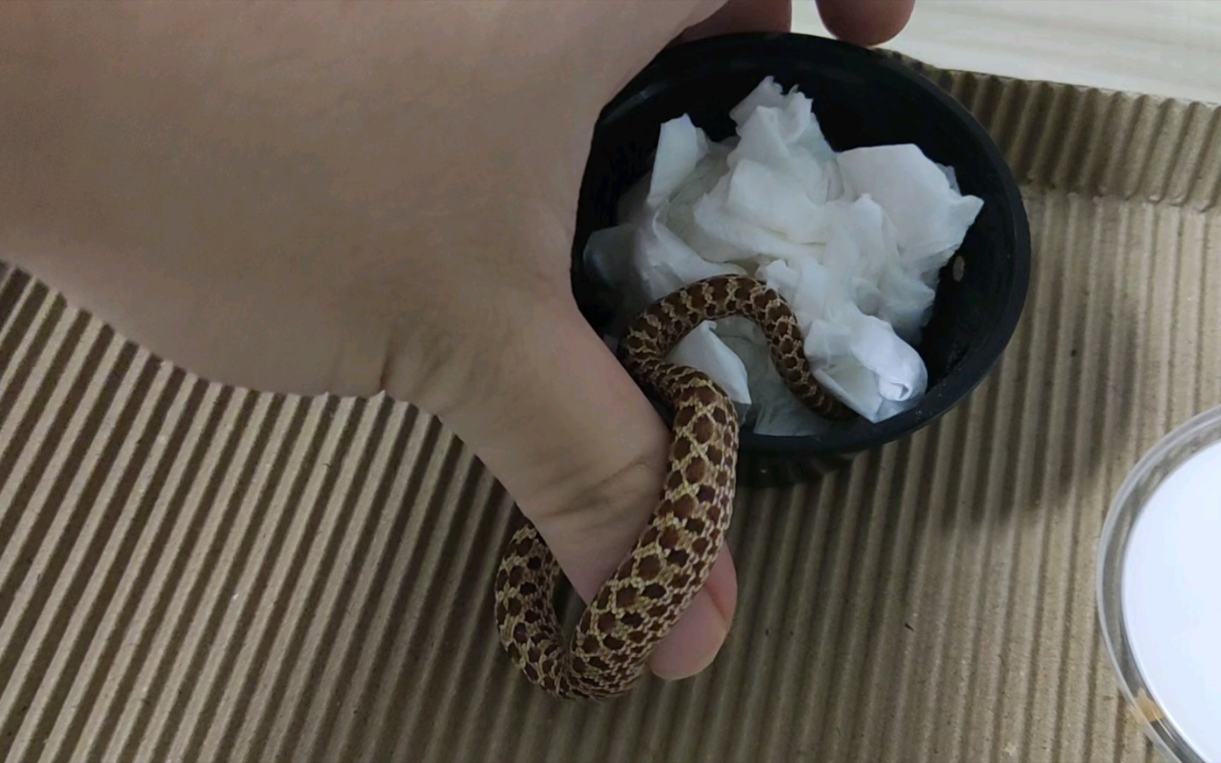 【猪鼻蛇】原色开箱