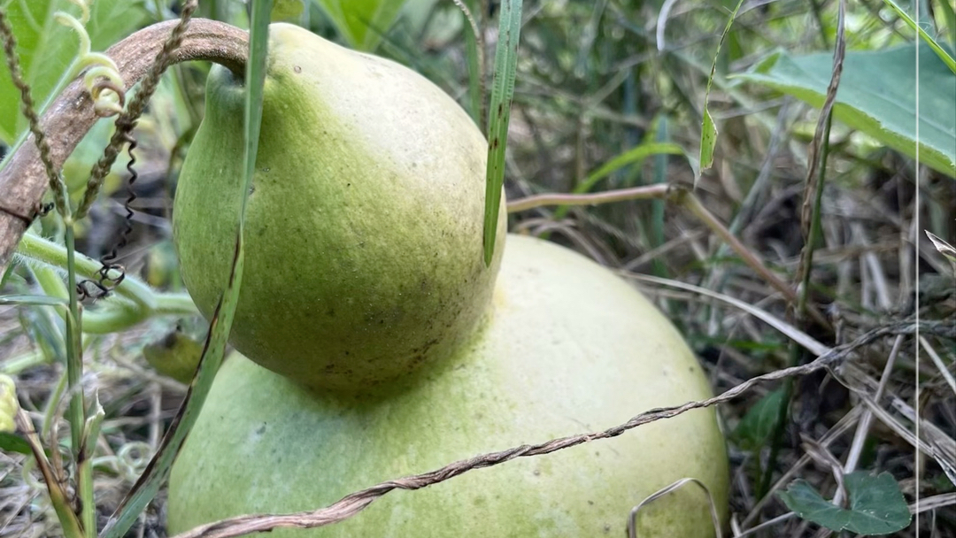 红,橙,黄,绿,青,蓝,紫七个大葫芦之一