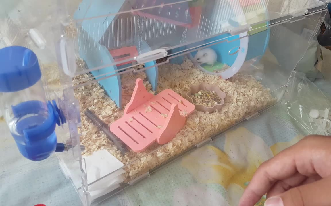 仓鼠笼子组装:完成了,一个双层大别野,搬家成功