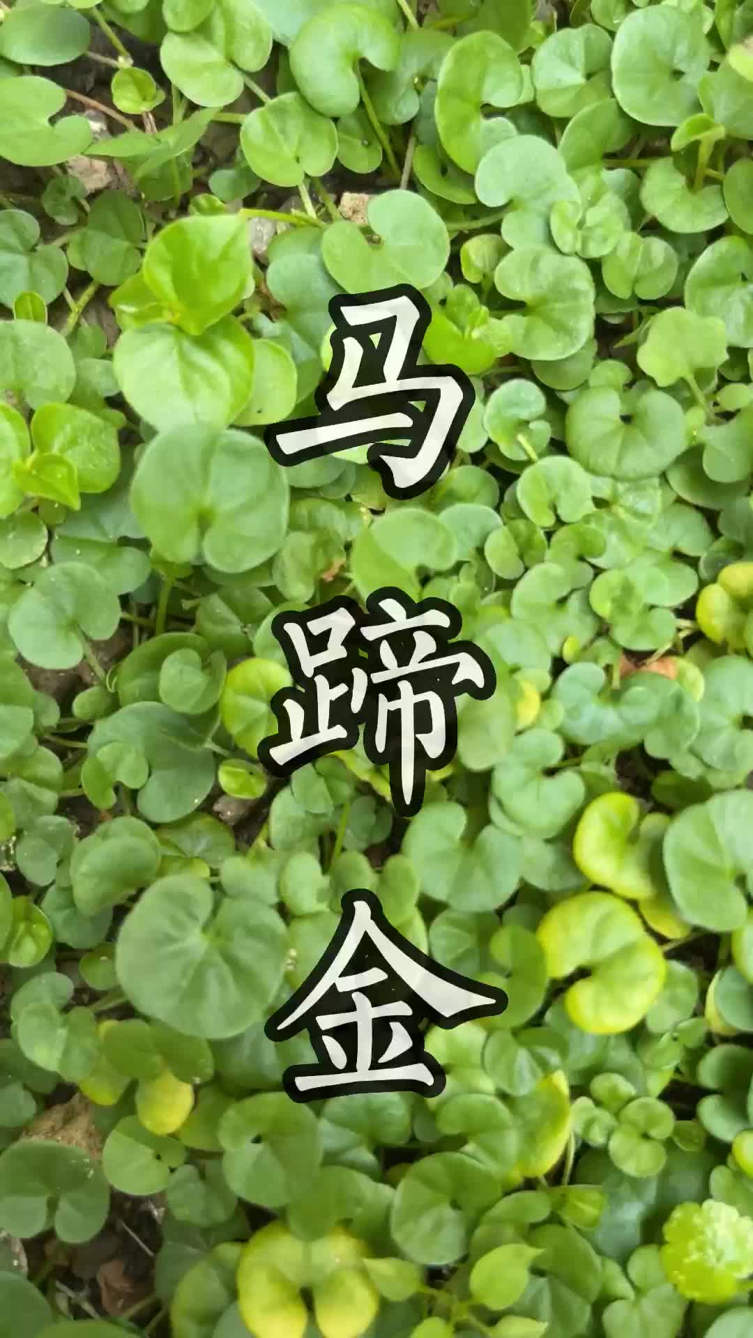 潮汕青草的图片和名称图片