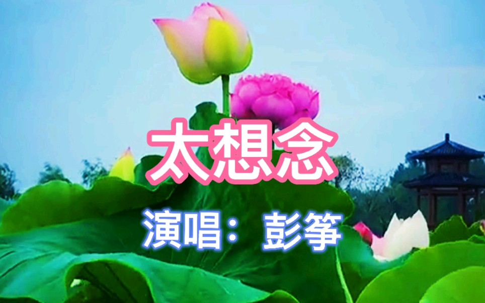 彭筝演唱的情歌《太想你》,分享给大家.哔哩哔哩bilibili