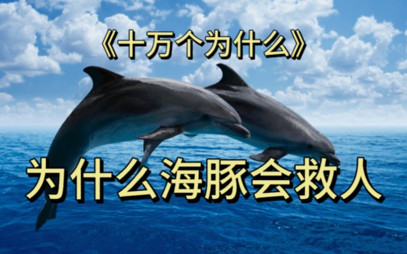 海豚为什么会救人?图片