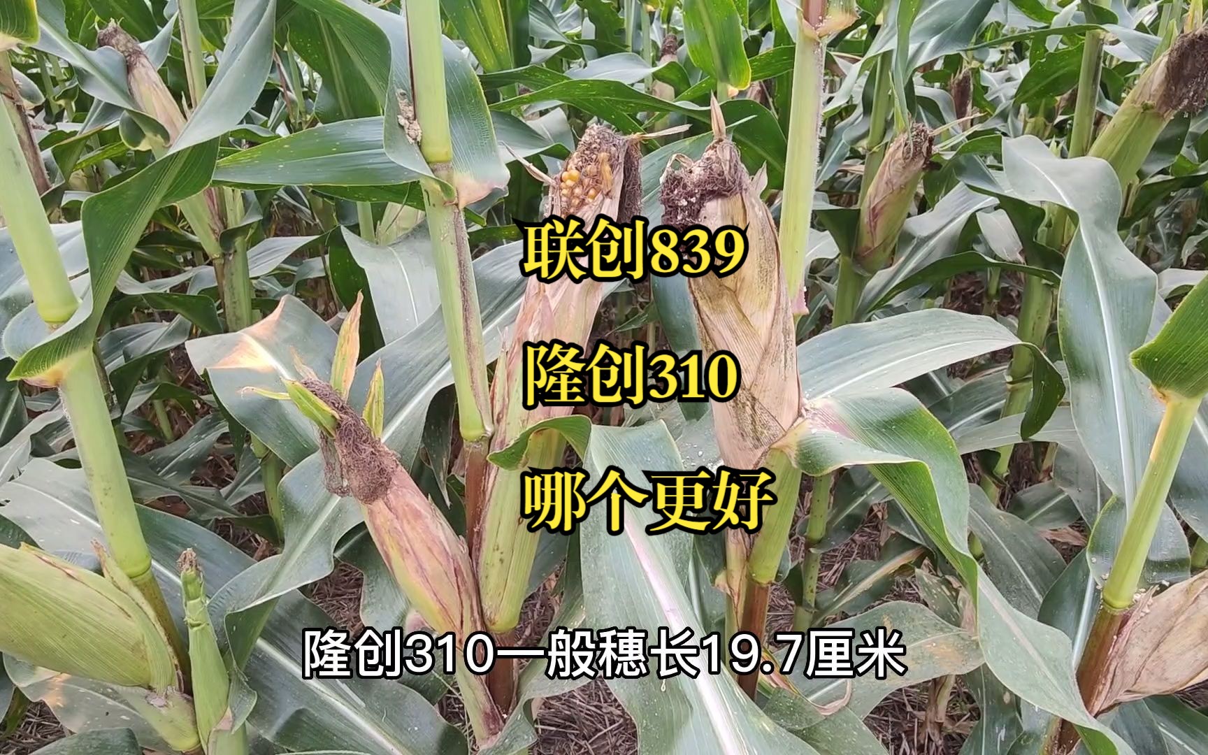 联创839与隆创310,这两个玉米品种,哪个品种更好
