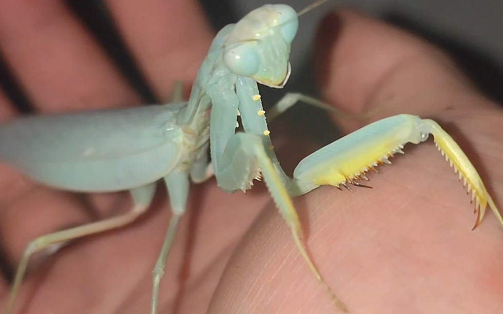 还记得之前那个小螳螂吗,它羽化啦!_哔哩哔哩_bilibili