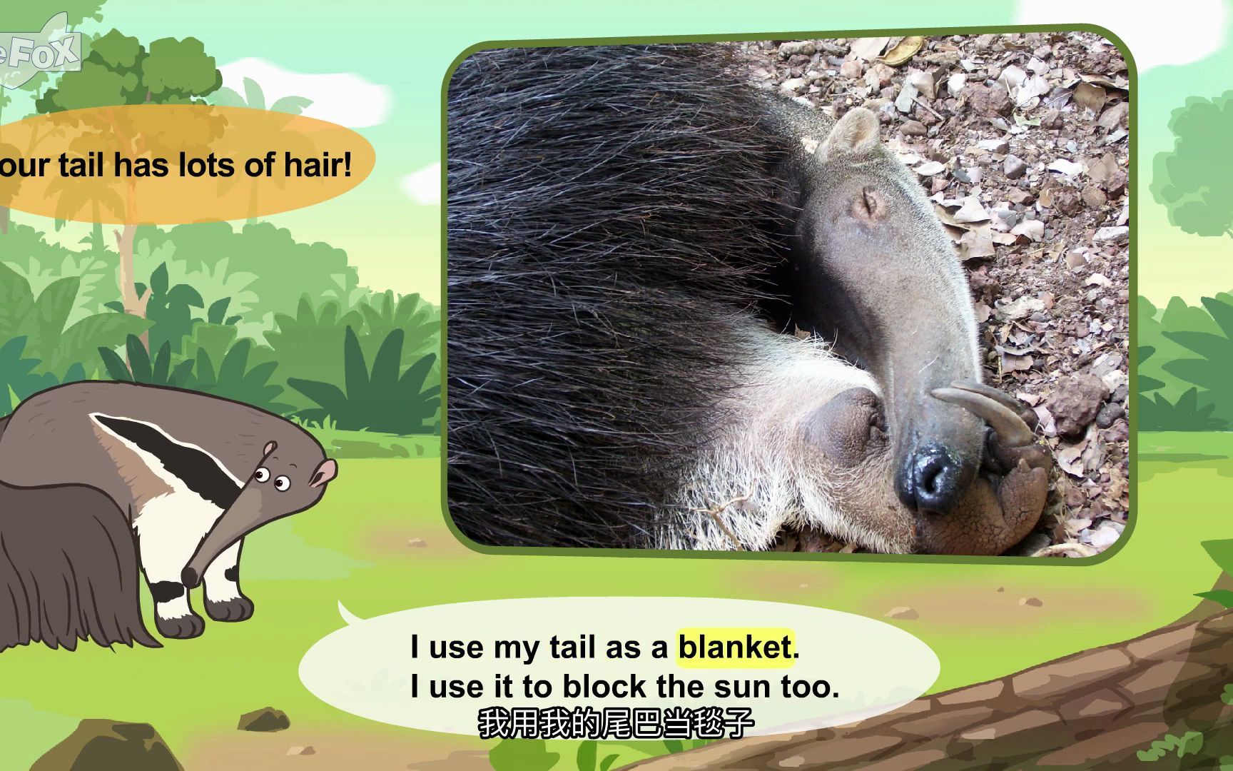 认识动物:巨型食蚁兽 Meet the Animals 59 Giant Anteater哔哩哔哩bilibili