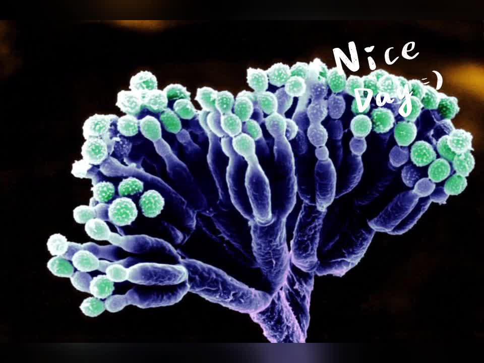 penicillium spores#青霉孢子