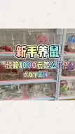 Tải video: 【金丝熊】懒懒的人儿看过来~新手入门 大型安利现场！