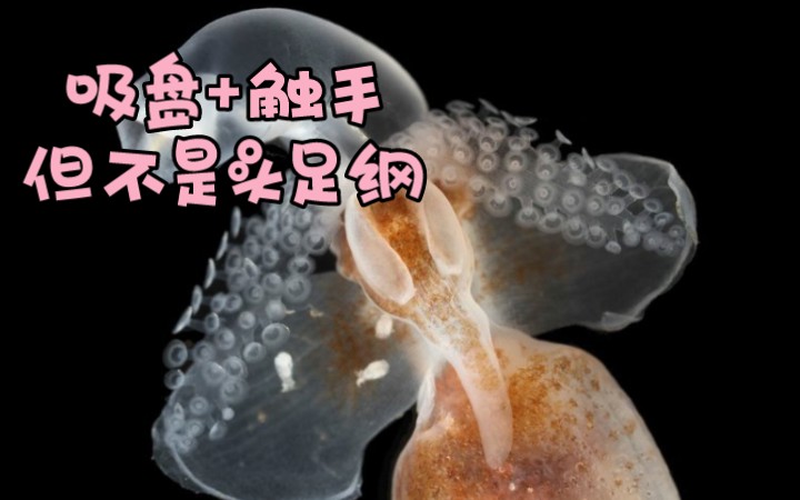 带有吸盘的触手也并非头足纲专利——皮鳃科【睡前软体动物学172】哔哩哔哩bilibili