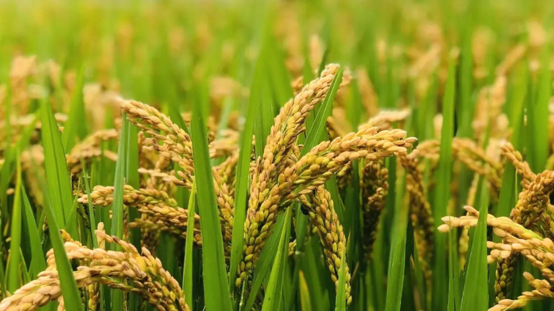 男子称海边发现成熟稻谷