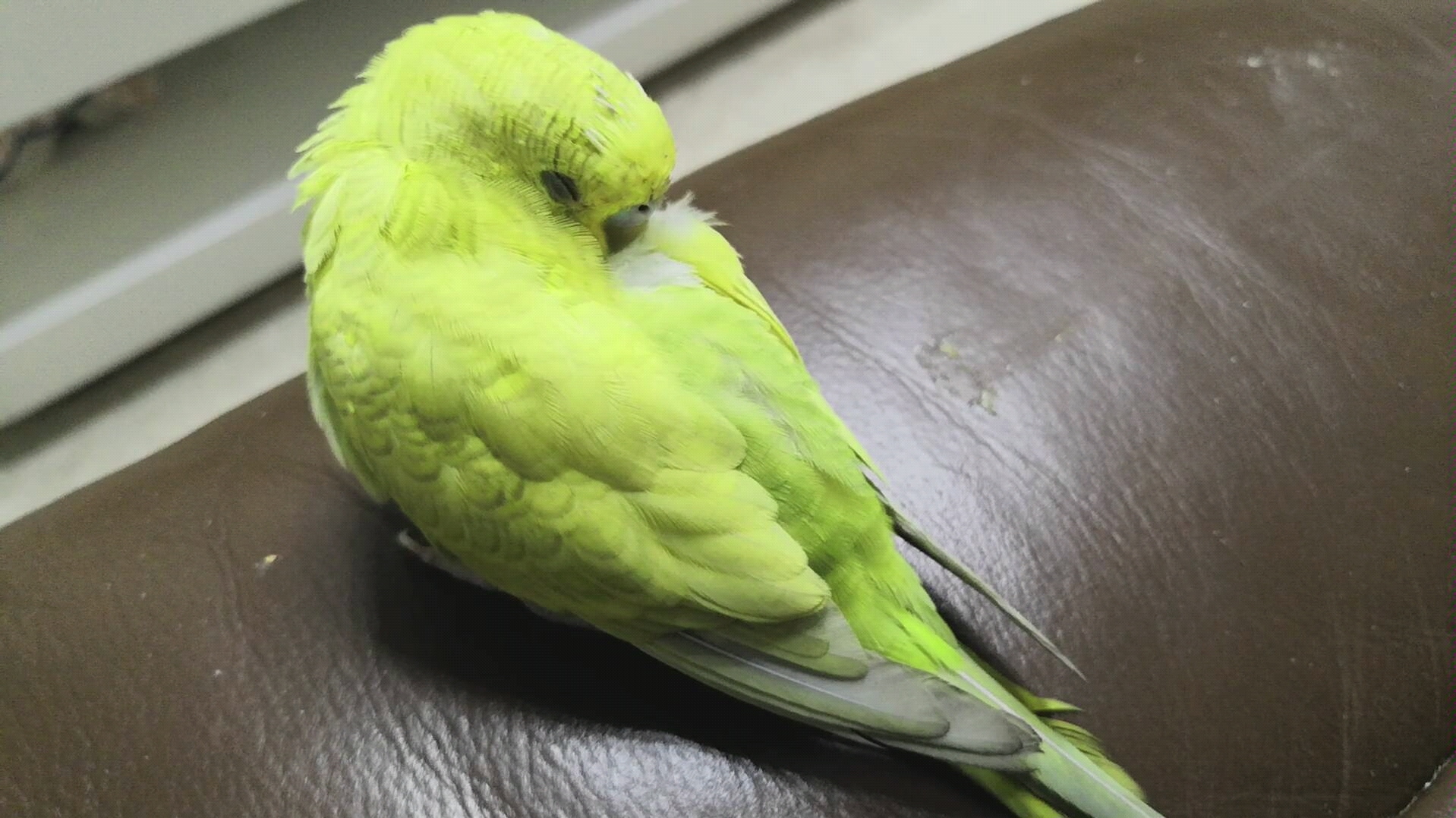 【虎皮鹦鹉】鸟鸟说梦话