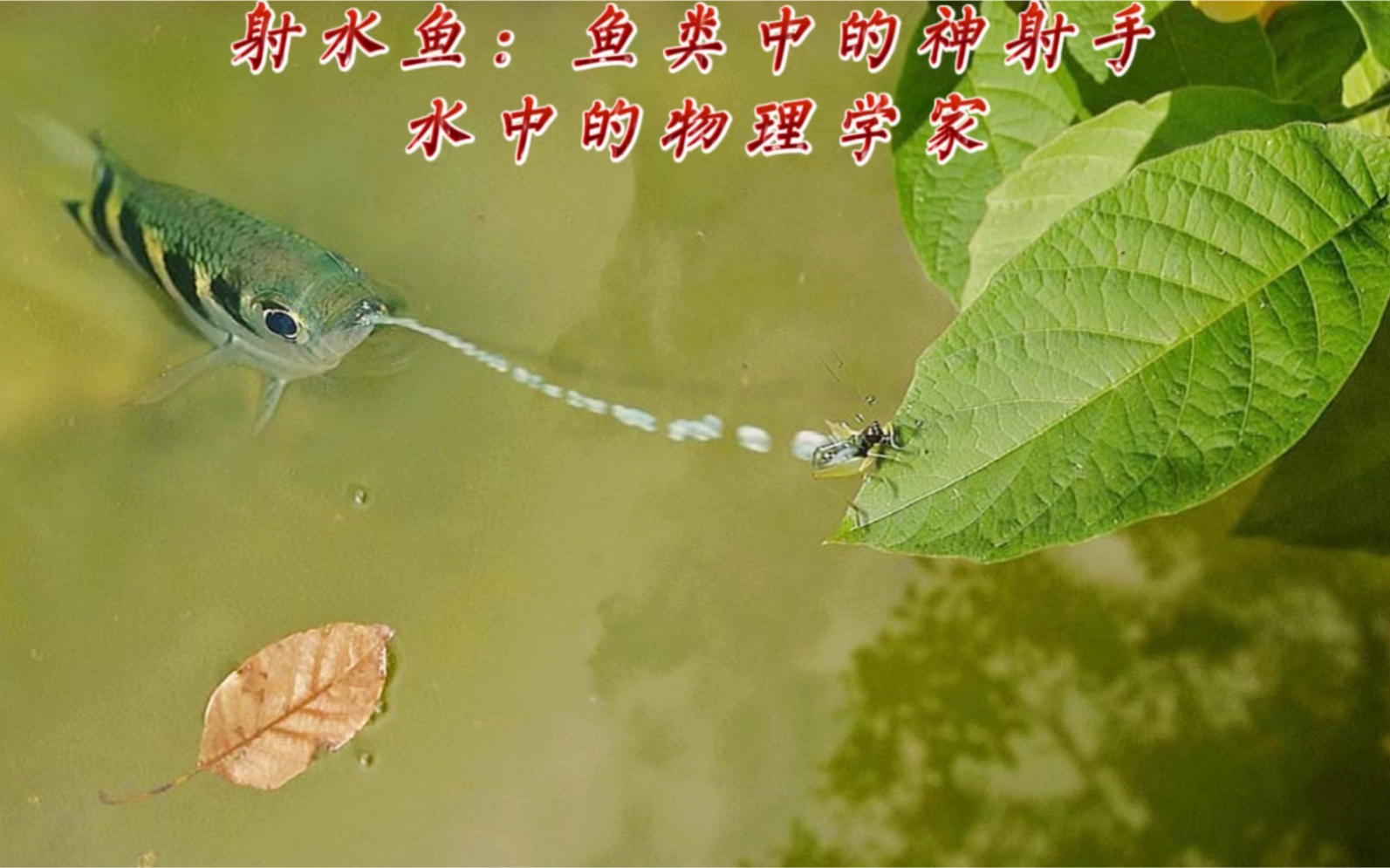 射水鱼鱼类中的神射手水中的物理专家是怎样做到精准捕猎的
