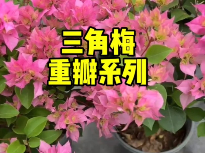 深入了解三角梅重瓣系列#三角梅的品种介绍#花开富贵好运来 #园艺生活 #我的种植日常#好看的花一定要分享给您哔哩哔哩bilibili