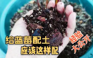 Download Video: 盆栽蓝莓怎么配土？别再问了，我一次性全告诉你，诀窍要点都在这