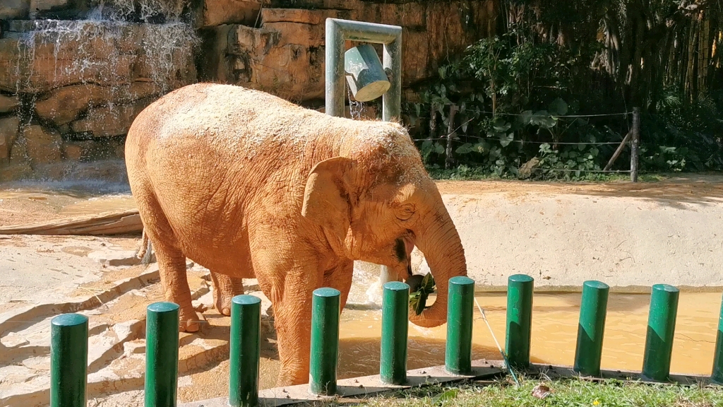 壁紙 大象 動物 駱駝 1024_576