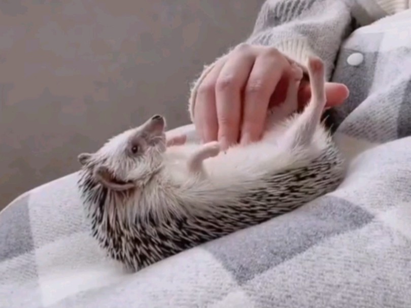 和你的小刺猬一起睡午觉吧~宠物助眠视频