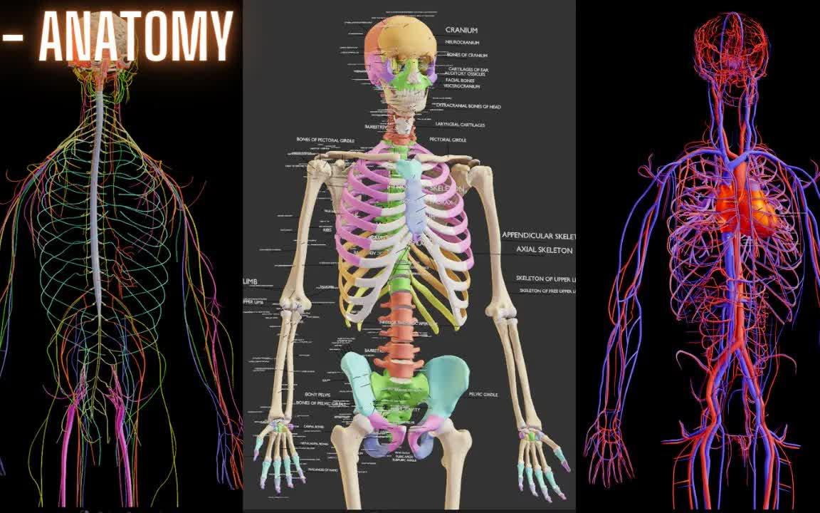 [图]iBlender中文版插件教程Z-Anatomy Blender“开源” Blender