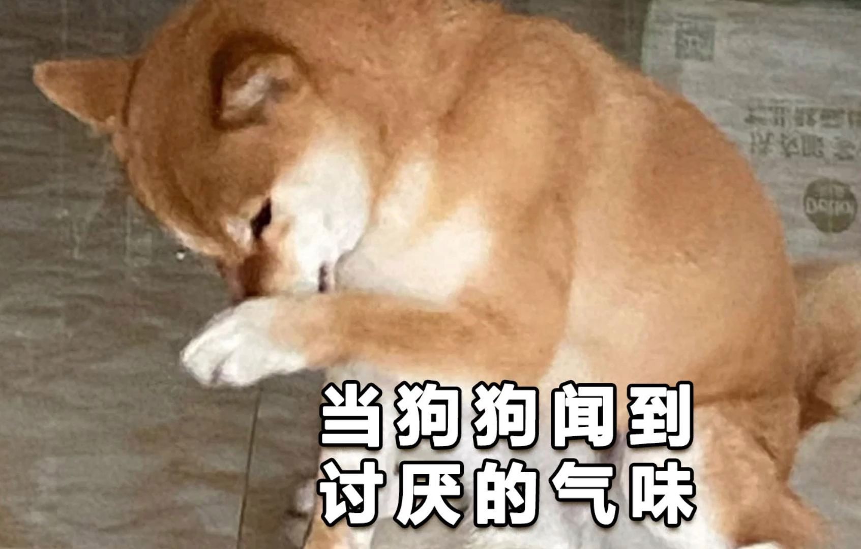 狗狗嫌弃一种味道,表情太搞笑了!