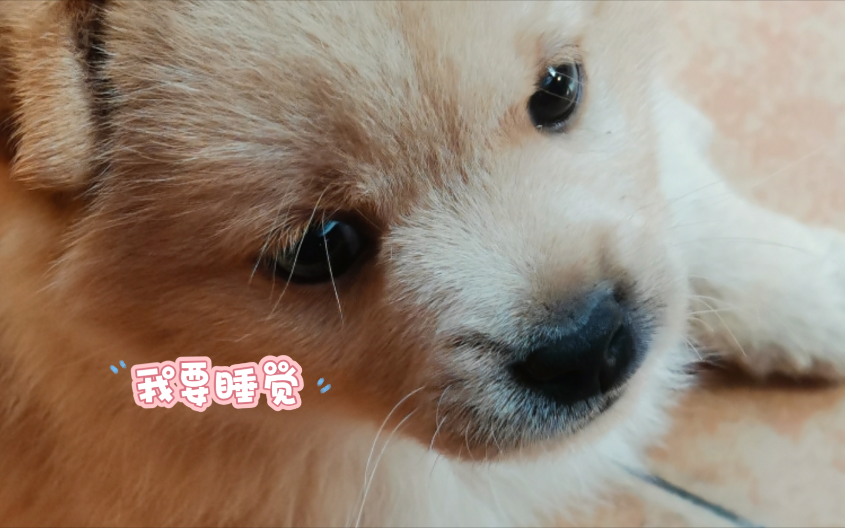 小波子:滚～我要睡觉!
