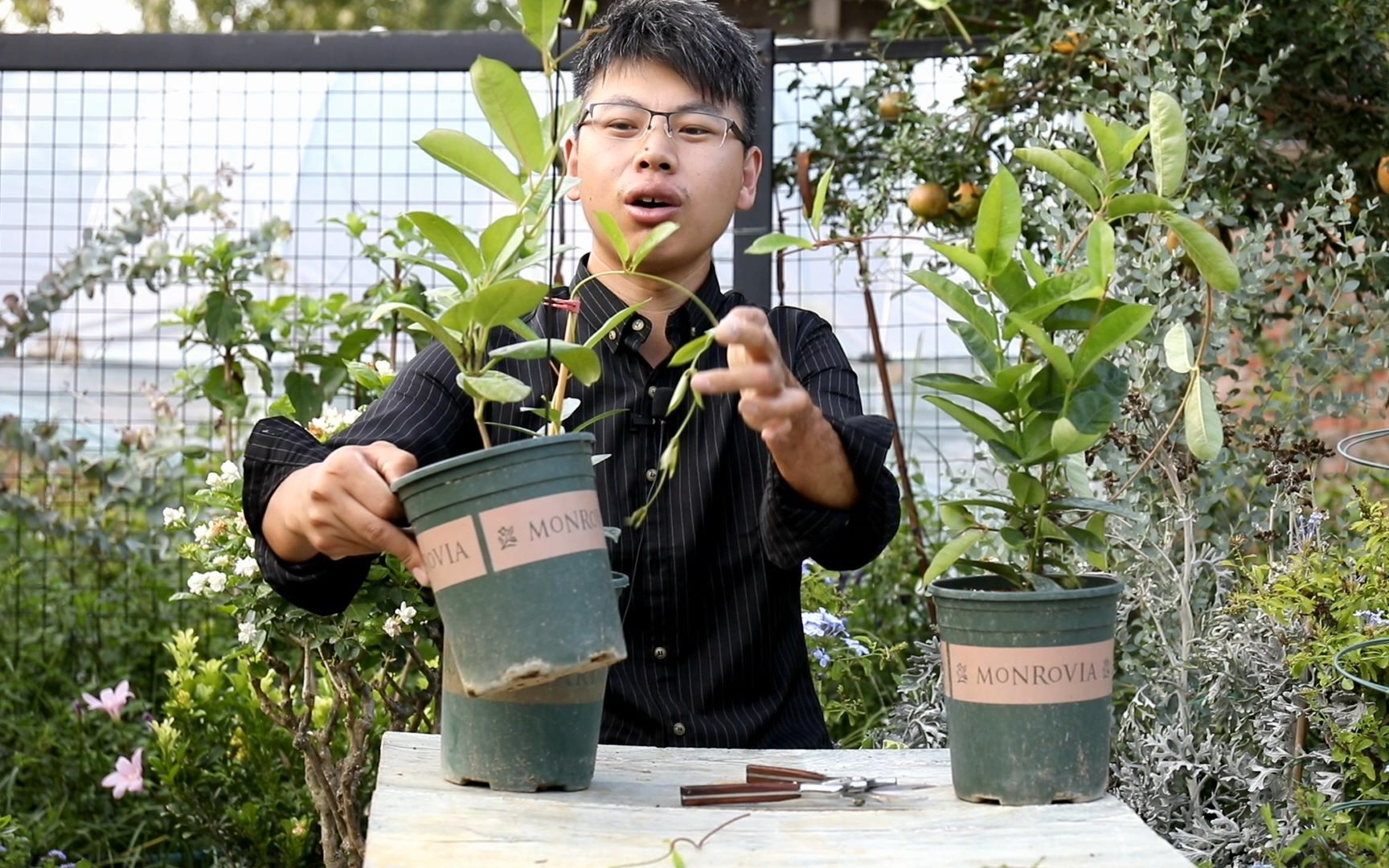 [图]飘香藤如何才能花开满架？除了修剪，横拉也很重要