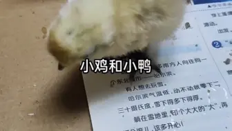 这样的柯尔鸭，芦丁鸡和白凤乌骨鸡你想养吗？