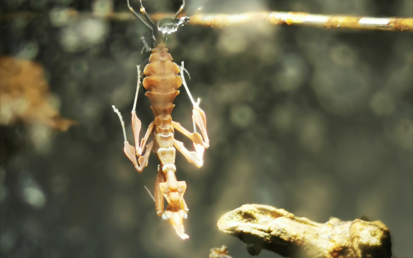 幽灵螳螂,初次蜕皮