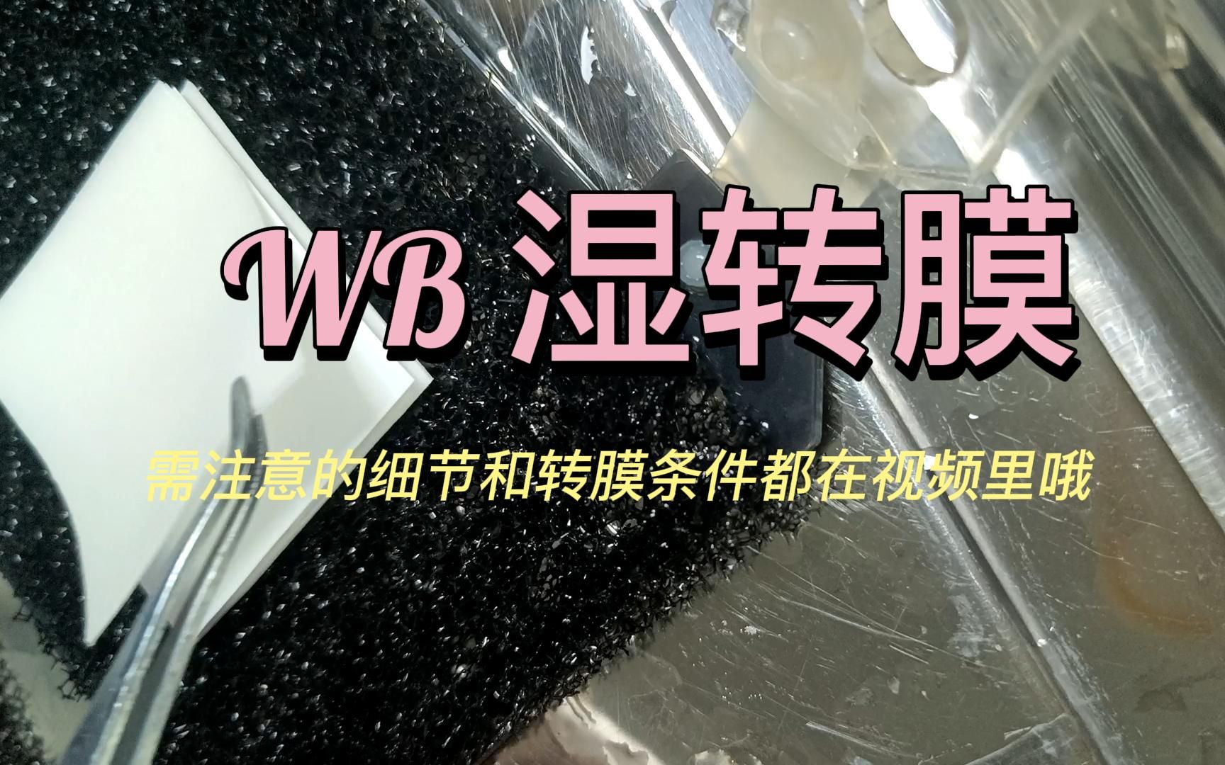 (三)western blot湿转 转膜操作哔哩哔哩bilibili