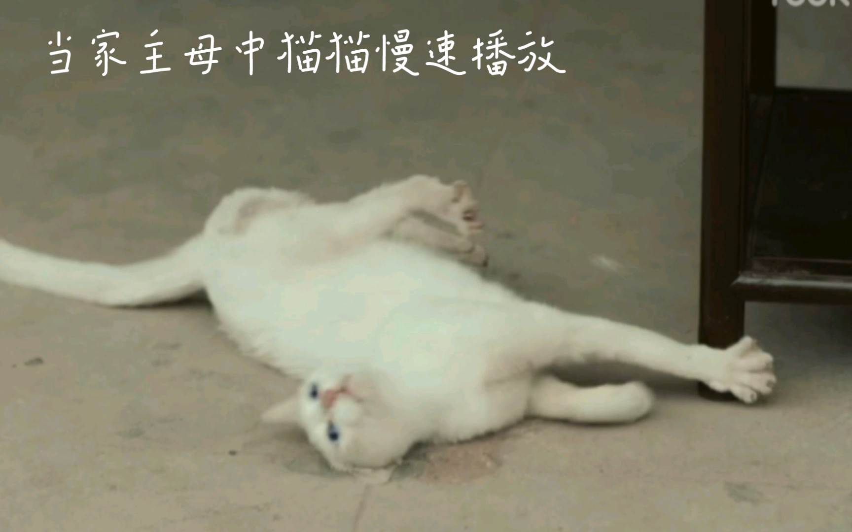 当家主母,猫猫慢速播放,带着强大内心观看,这猫“演技”太好了?哔哩哔哩bilibili