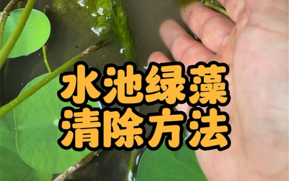 夏天水生植物经常长“绿藻”怎么办?#种植小技巧#养护小知识#水培植物哔哩哔哩bilibili