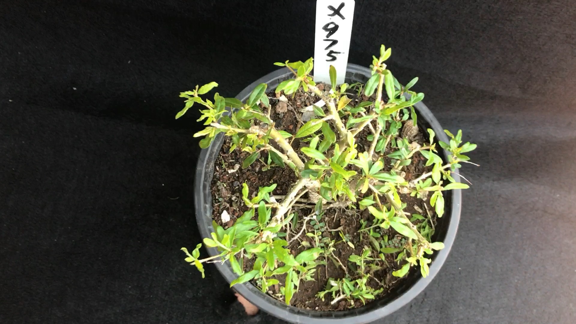 绿植盆栽##盆景#石榴(白花)