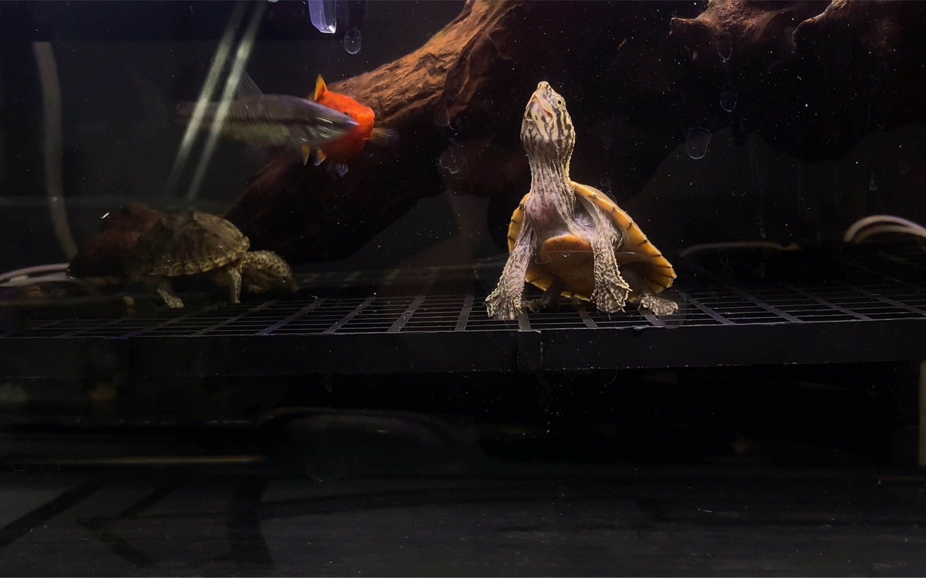 【虎纹蛋龟】细心的喂食一次,吃到脖子都比脑袋大了,还有不少朋友来抢