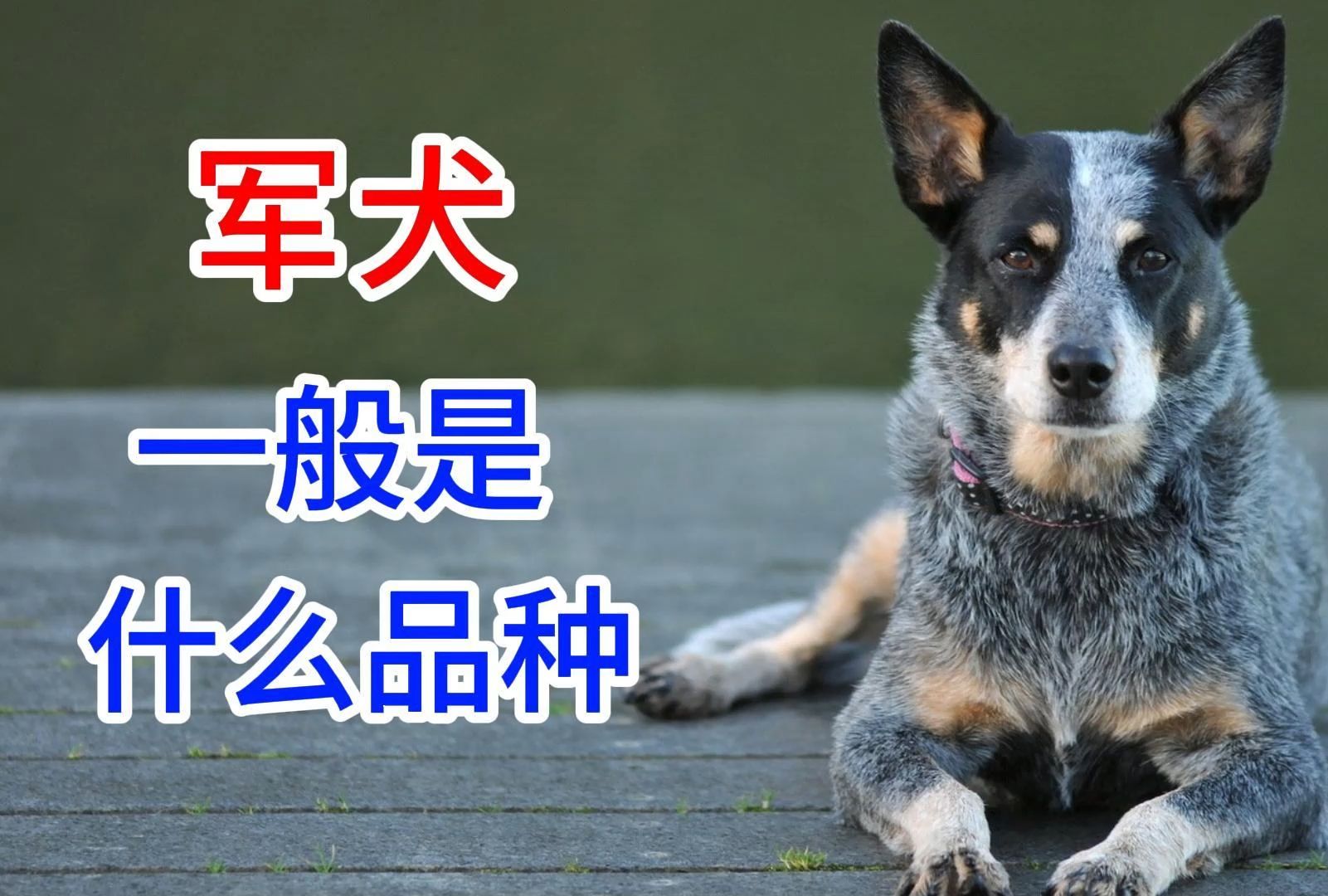 军犬高清壁纸图片