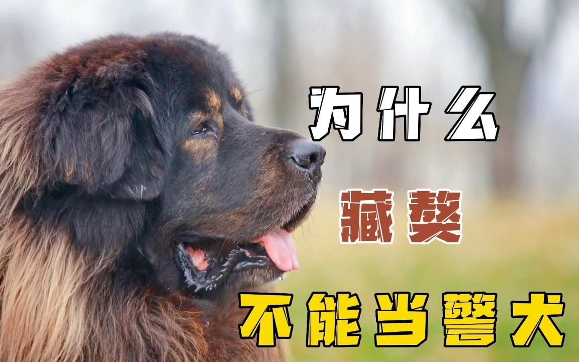 为什么藏獒不能当警犬,看完你就知道了!