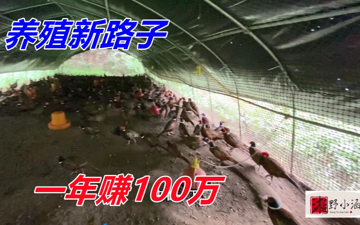 野生1000元一斤没人要,养殖50元一斤抢着买,年入达100万,暴利!哔哩哔哩bilibili