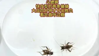 斗蟋蟀，快攻型的两条蛐蛐，大战四分钟才分胜负，看完直呼过瘾