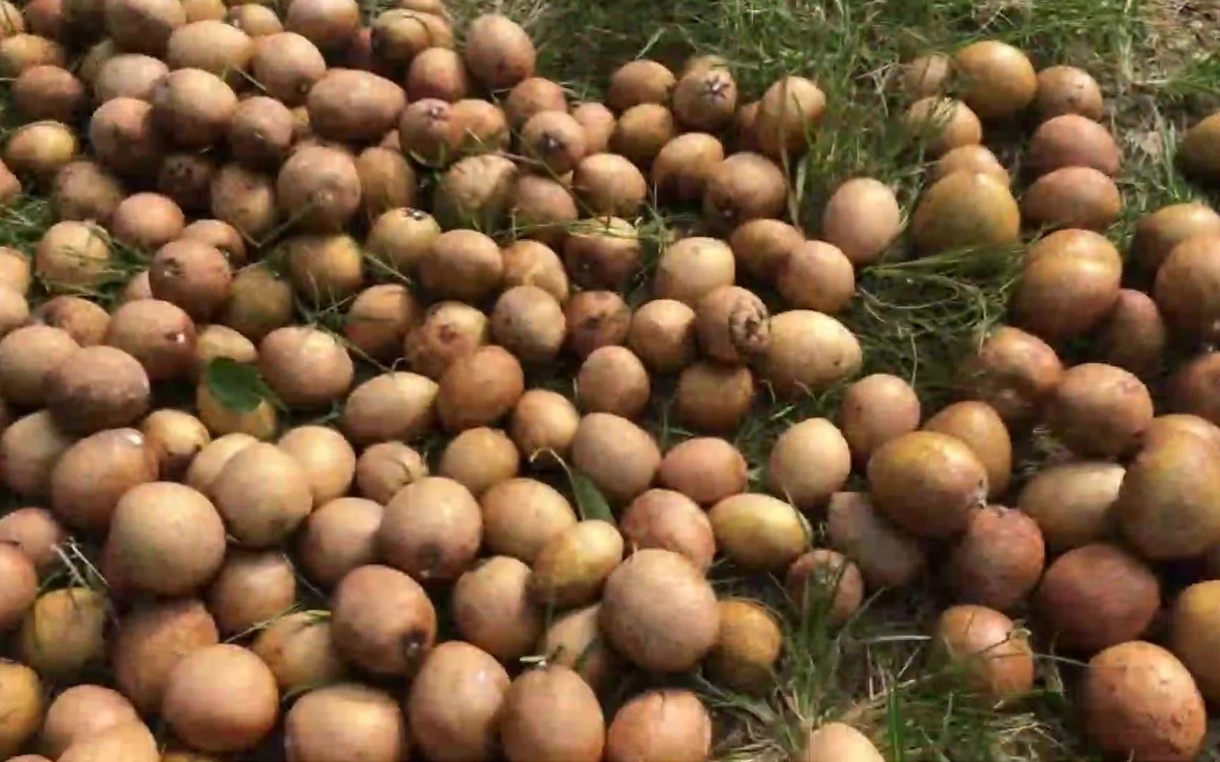 海南乡村风情,纯天然的甜心果,现在是最好吃的季节,很甜甜的哦