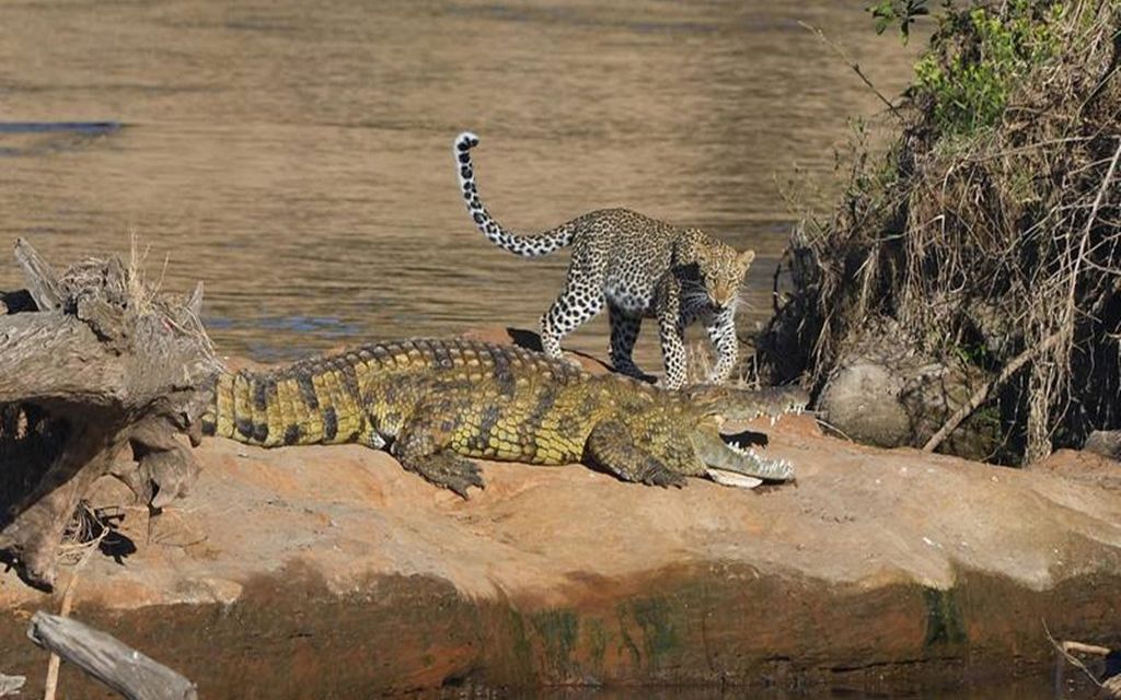 巴西上演花豹大战鳄鱼,这货是凶猛异常,感觉比狮子厉害多了!