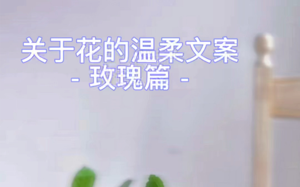 花店文案|关于花的温柔文案for玫瑰哔哩哔哩bilibili