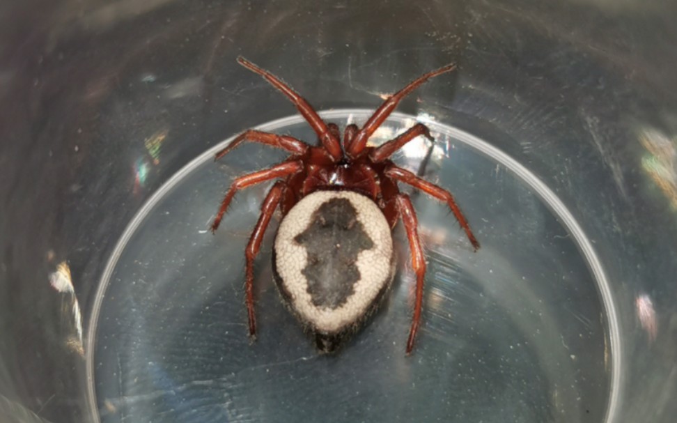 华南壁钱环纹个体交配片段