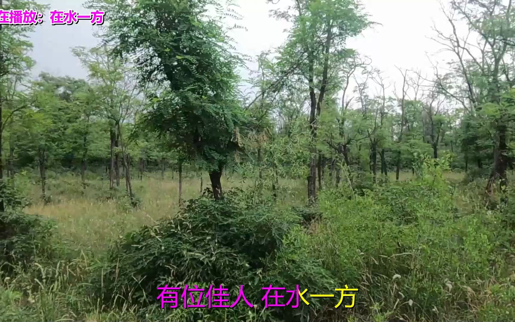 经典老歌朱晓琳《在水一方》哔哩哔哩bilibili